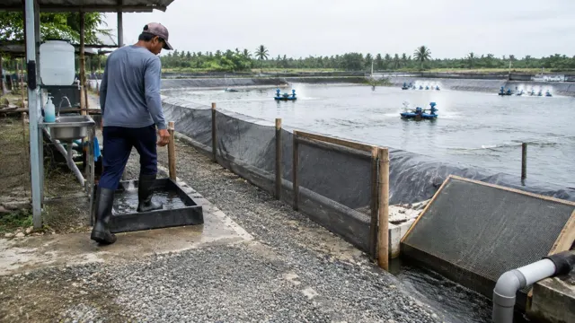 Shrimp farm biosecurity entrance with a footbath, hand-wash station and vehicle wash point in front of lined ponds behind a crab fence